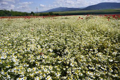 Nógrádi táj-stock-foto