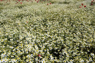 Nógrádi táj-stock-foto