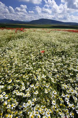 Nógrádi táj-stock-foto