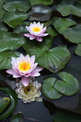 Gyopárosfürdő-stock-foto