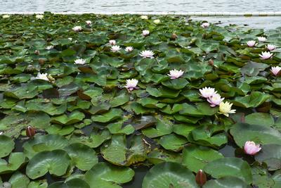 Gyopárosfürdő-stock-foto