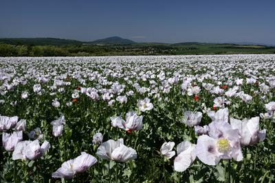 Nógrádi táj-stock-foto