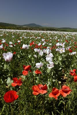 Nógrádi táj-stock-foto