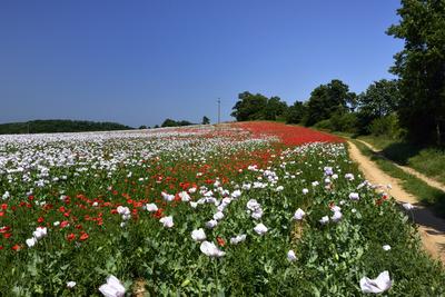 Nógrádi táj-stock-foto