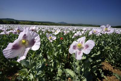 Nógrádi táj-stock-foto