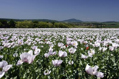 Nógrádi táj-stock-foto