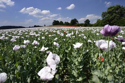 Nógrádi táj-stock-foto