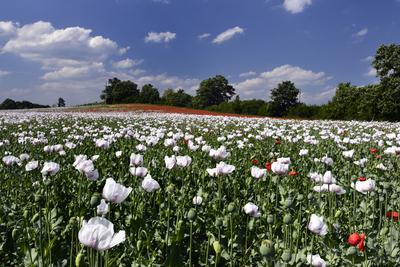 Nógrádi táj-stock-foto