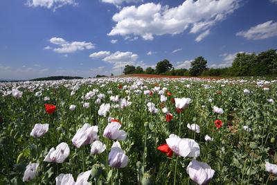 Nógrádi táj-stock-foto