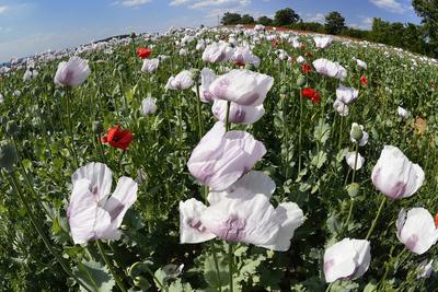 Nógrádi táj-stock-foto
