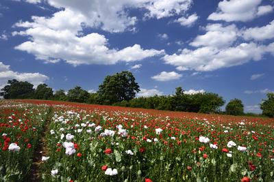 Nógrádi táj-stock-foto