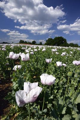Nógrádi táj-stock-foto