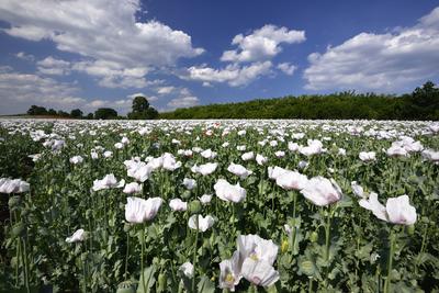 Nógrádi táj-stock-foto