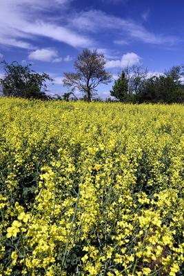 Nógrádi táj-stock-foto