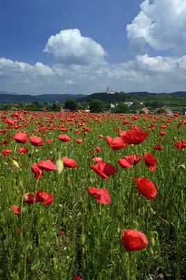 Nógrádi táj-stock-foto