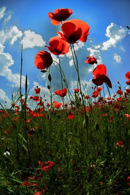Nógrádi táj-stock-foto