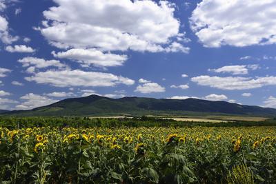 Virágzik a napraforgó a Cserhátban.-stock-foto