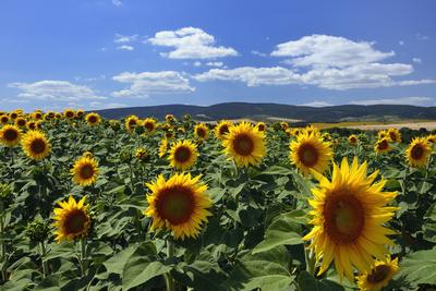 Virágzik a napraforgó a Cserhátban.-stock-foto