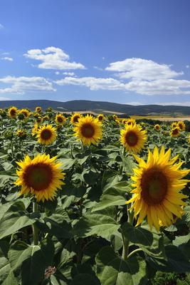 Virágzik a napraforgó a Cserhátban.-stock-foto