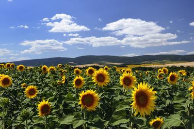 Virágzik a napraforgó a Cserhátban.-stock-foto
