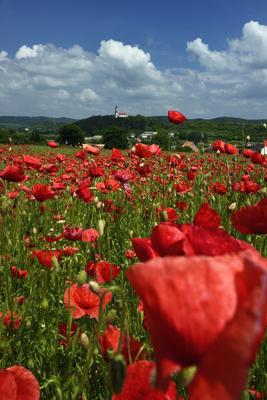 Nógrádi táj-stock-foto