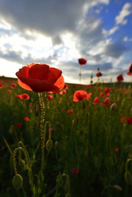 Nógrádi táj-stock-foto