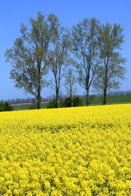Virágzó repce-stock-foto