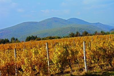 Szőlő tőkék a Bükkalján-stock-foto