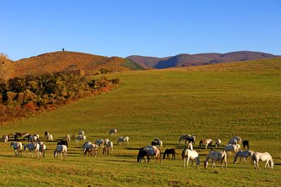 Szilvásvárad, lipicai lovak-stock-foto