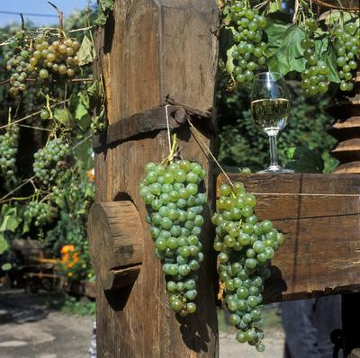 Szüreti csendélet-stock-foto