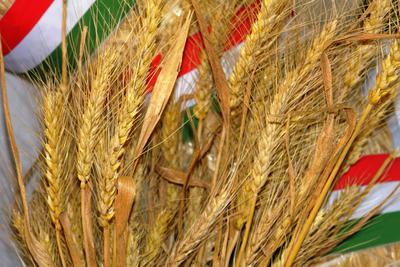 Kalász nemzeti színű szalaggal-stock-foto