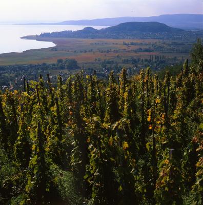 Badacsony-stock-foto