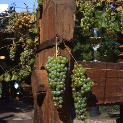 Badacsony-stock-foto