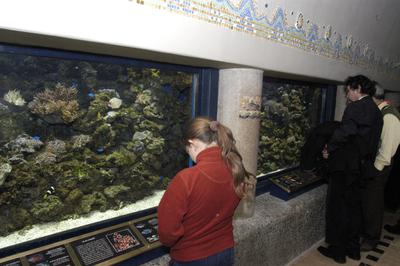 Akvárium a budapesti állatkertben-stock-foto