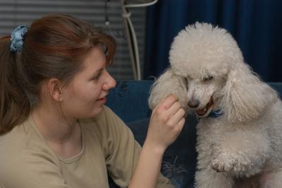 Kutya a családban-stock-foto