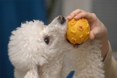 Kutya a családban-stock-foto
