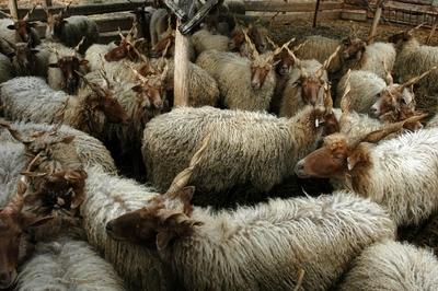 Rackajuhok-stock-foto