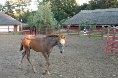 Püspökhatvan, Ökofarm-stock-foto