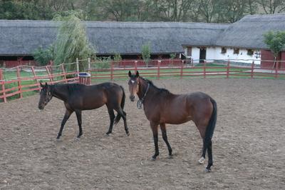 Püspökhatvan, Ökofarm-stock-foto