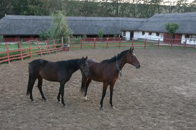 Püspökhatvan, Ökofarm-stock-foto