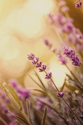 Levendula (Lavandula)-stock-foto