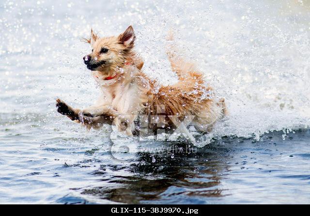 Bremen, Germany. 14th June, 2025. Tosia the dog jumps into the water at Sportparksee Grambke in summer temperatures. Credit: Hauke-Christian Dittrich/dpa/Alamy Live News