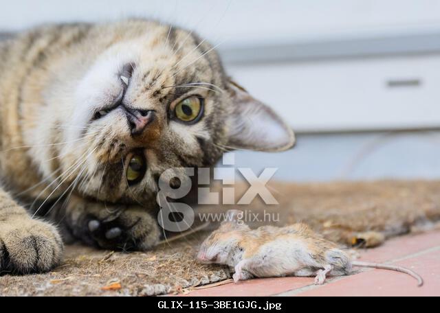 Laatzen, Germany. 27th May, 2025. A cat plays with a previously caught mouse in a garden in the Hanover region. The cat-and-mouse game ended fatally for the small rodent. Credit: Julian Stratenschulte/dpa/Alamy Live News