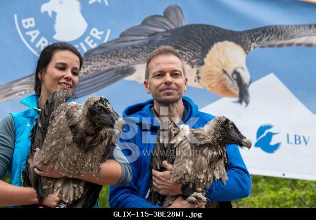 Ramsau B.Berchtesgaden, Germany. 27th May, 2025. The two 88-day-old bearded vultures Generl (l) and Luisa (r) are shown being carried from a hut before their release into the wild in Berchtesgaden National Park. The reintroduction of this bird species is part of an international project to reintroduce the bearded vulture to the Alps. Credit: Peter Kneffel/dpa/Alamy Live News