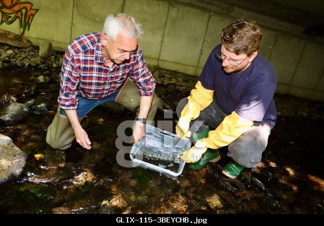 Wernigerode, Germany. 30th May, 2025. Young Harz brown trout are released into the Holtemme by Ulrich Eichler (l) and Tommy Löwenberg. An association from Wernigerode has set itself the task of breeding the heraldic animal of Wernigerode, the Harz brown trout, for the town's waters. After successful breeding, the 4500 fish were released into the town's waters, such as the Holtemme and Zillierbach. Credit: Matthias Bein/dpa/Alamy Live News