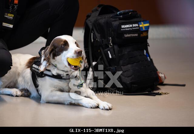 The Swedish Championship week (In swedish: SM-veckan) during Thursday in Norrköping, Sweden. In the picture: Molly is the worlds only anti-doping dog and part of Anti-Doping Sweden/Antidoping Sverige.