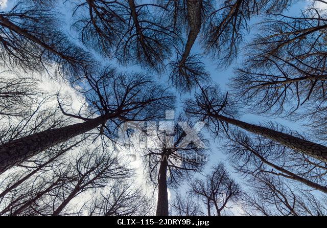 Pine trees seen from below making a fractal design with the sky as background