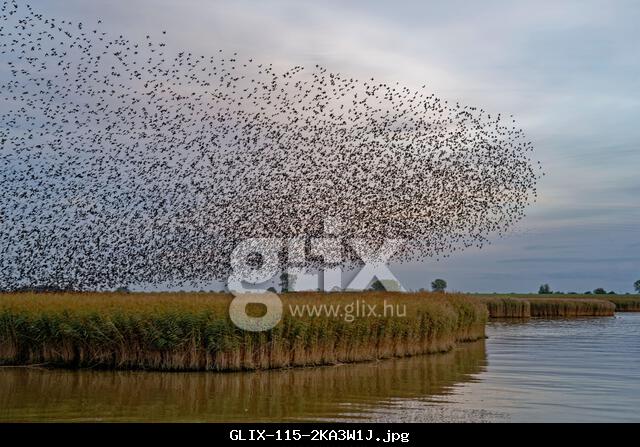 Murmuration of a flock of starlings flying over reed belt on River Ems, Petkum, East Frisia, Lower Saxony, Germany