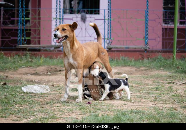 Dog feeding milk hotsell