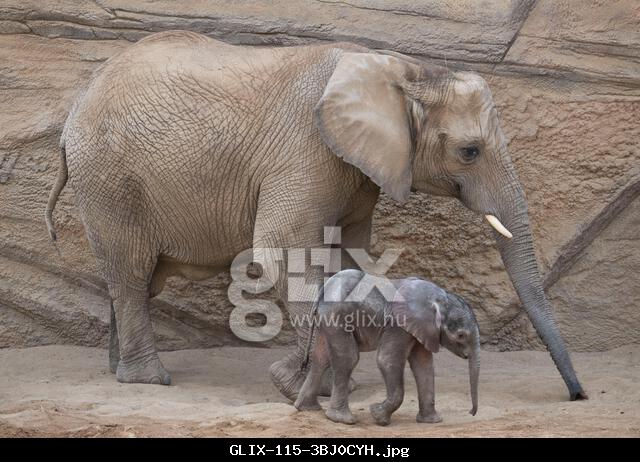 Kronberg, Germany. 12th June, 2025. Baby elephant 'Kaja' walks next to her mother 'Kariba' during her first public appearance at Opel Zoo. The young animal was born on May 27, 2025. This was the first time in 57 years that there had been elephant offspring in Hesse. Credit: Boris Roessler/dpa/Alamy Live News